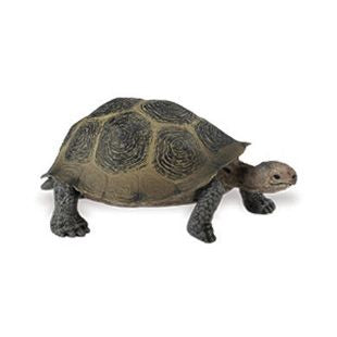 DESERT TORTOISE