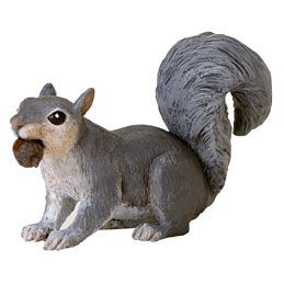 GRAY SQUIRREL