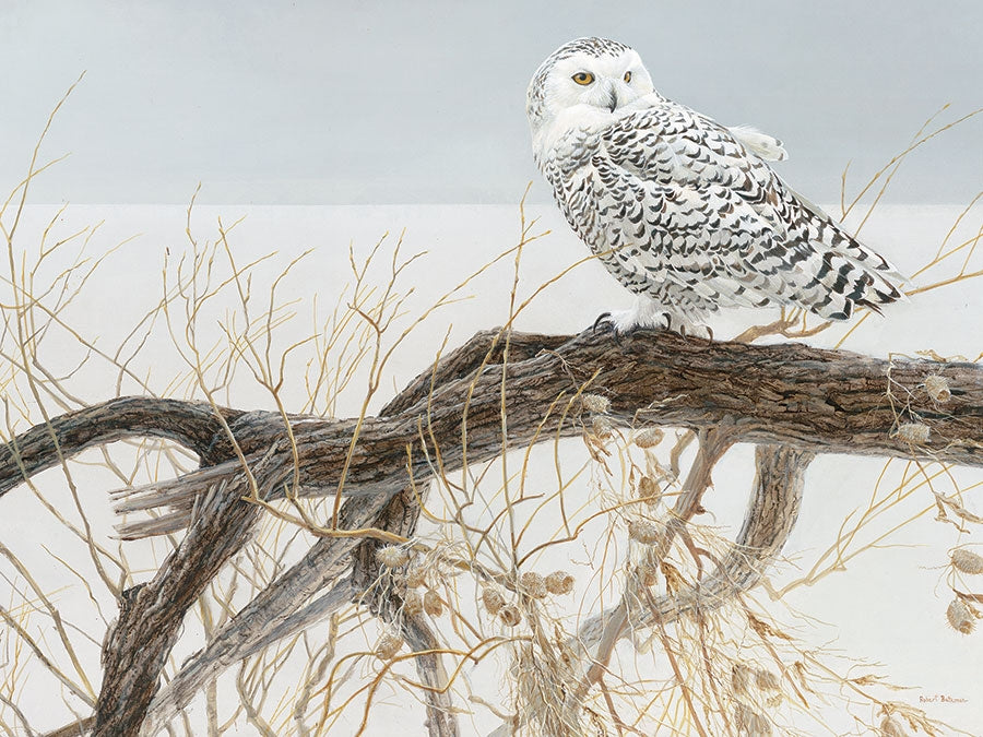 Fallen Willow Snowy Owl 500pc
