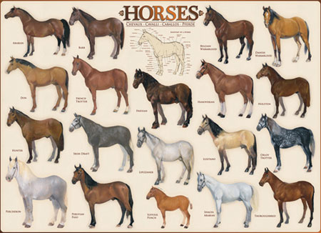 HORSES 1000PC