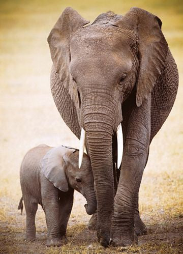 ELEPHANT & BABY 1000PC