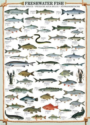 FRESHWATER FISH 1000PC