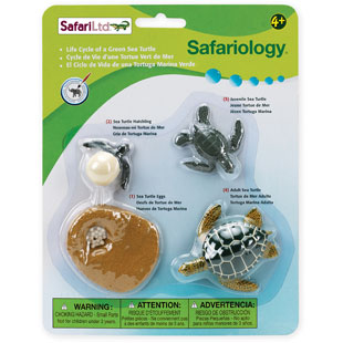 Life Cycle of a Green Sea Turtle