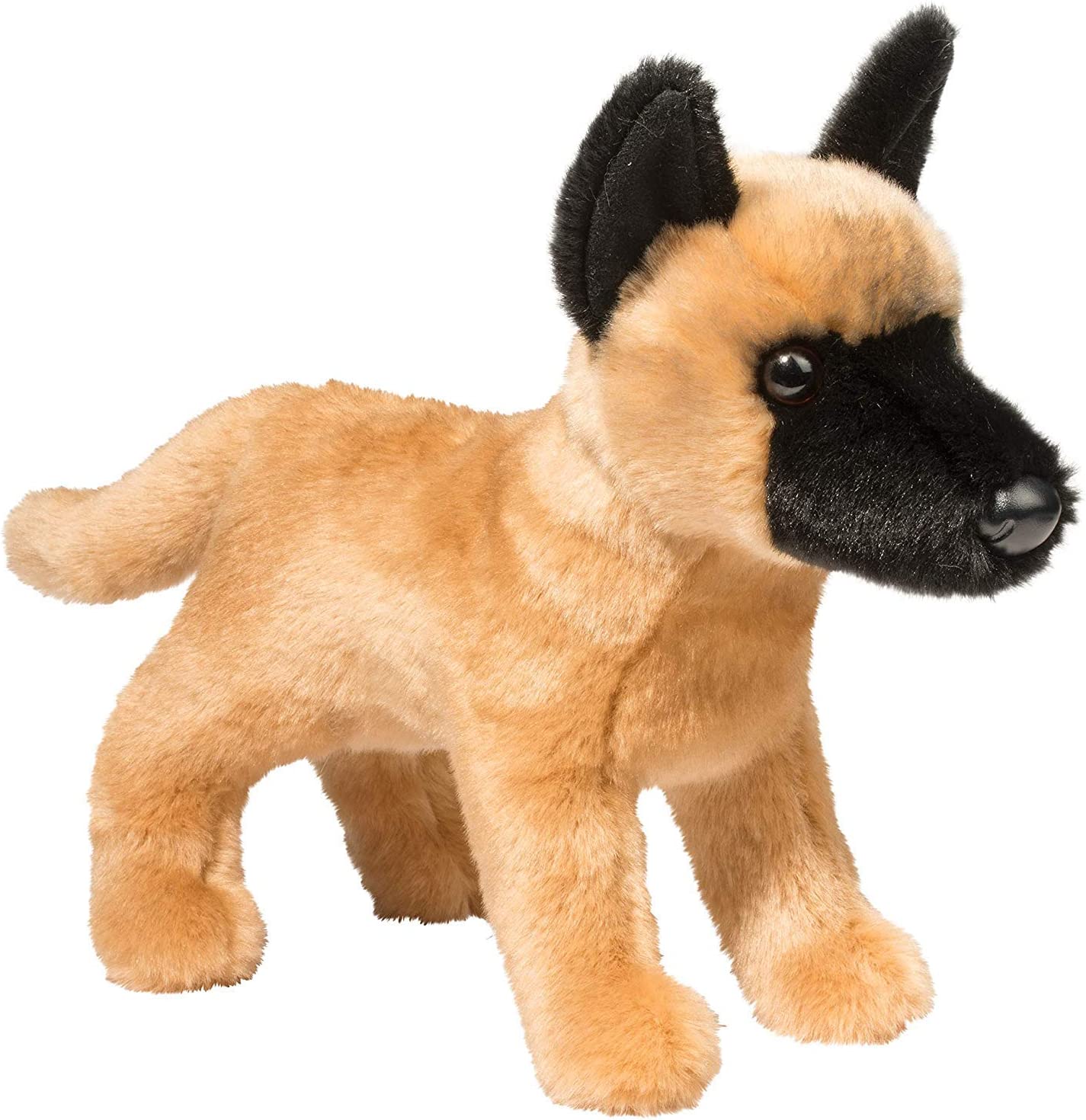 Klaus Belgian Malinois