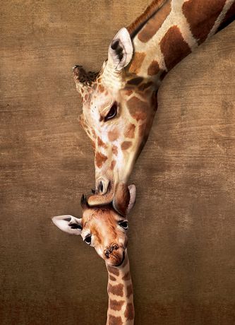 Giraffe's Mother Kiss 500pc