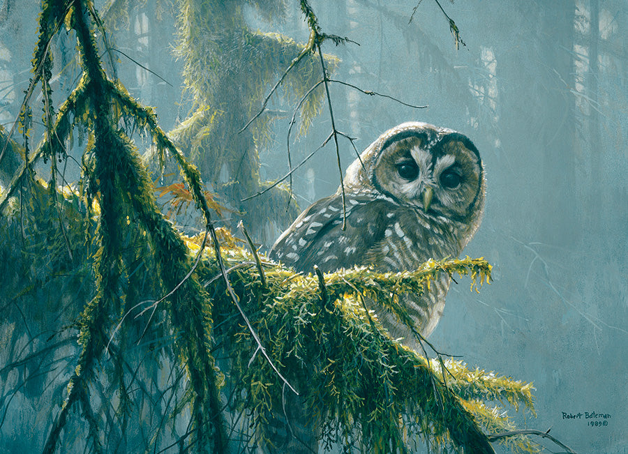 Mossy Branches - Spotted Owl 500pc