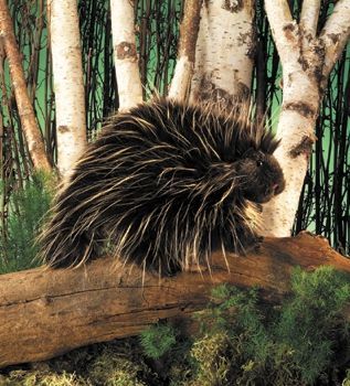 PORCUPINE