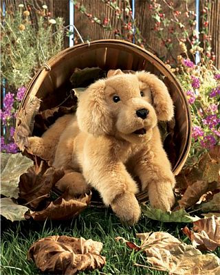 GOLDEN RETRIEVER PUPPY