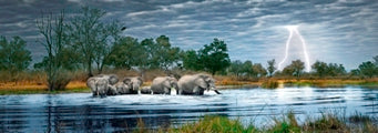 HERD OF ELEPHANTS 2000PC (PANORMA)