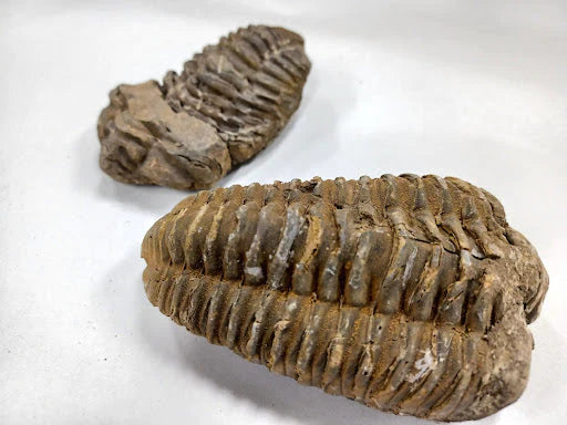 Fossilized Trilobite