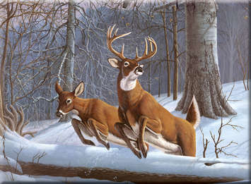 WHITE TAILS