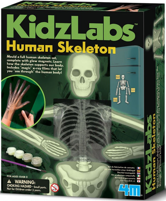Glow Human Skeleton