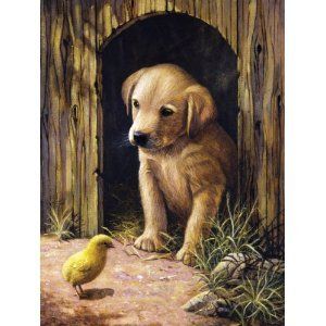 LABRADOR PUPPY