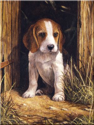 BEAGLE PUPPY