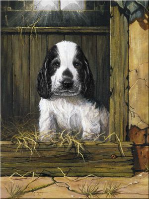 SPANIEL PUPPY