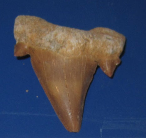 FOSSILIZED SHARK TOOTH