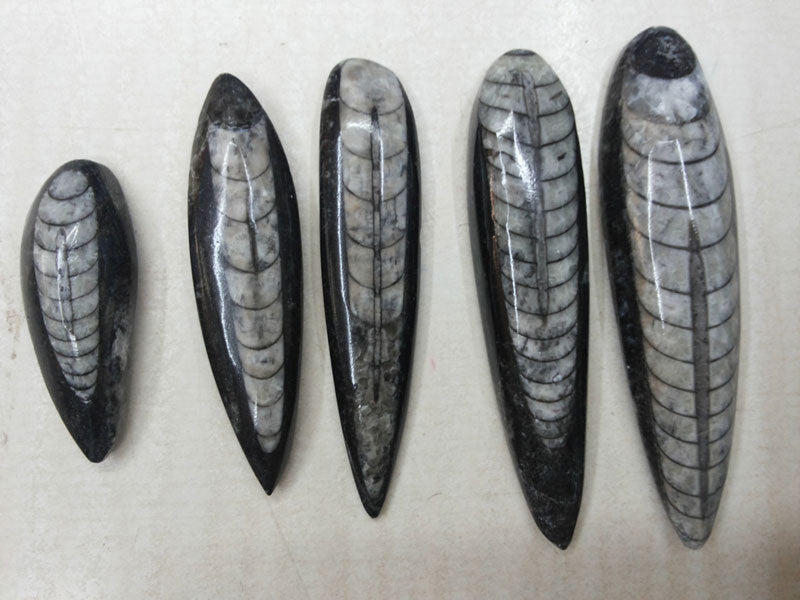 FOSSILIZED ORTHOCERAS