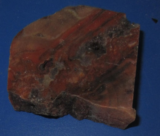 Petrified Wood Slab