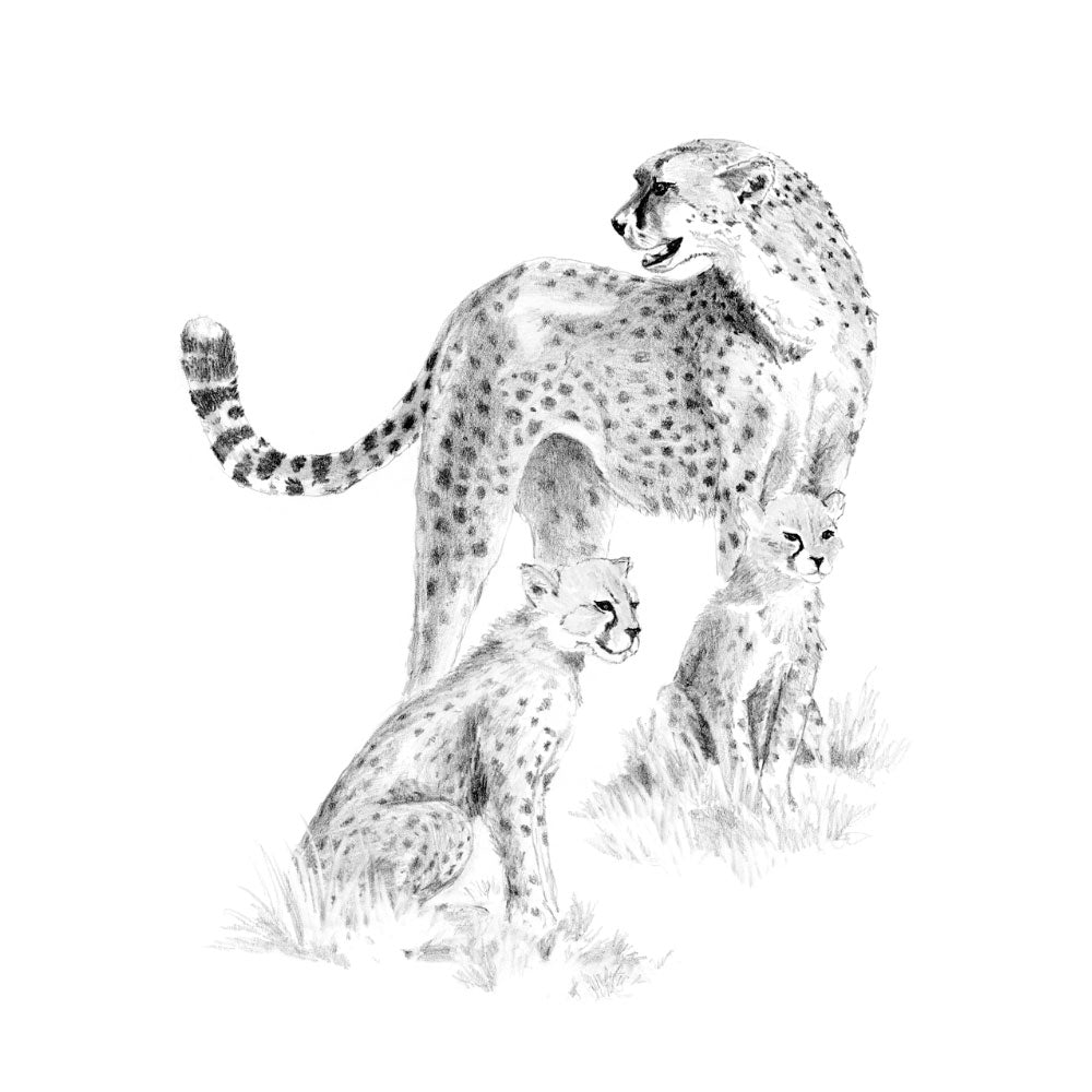 Sketching Made Easy Cheetah & Cub
