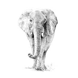 Sketching Made Easy Elephant