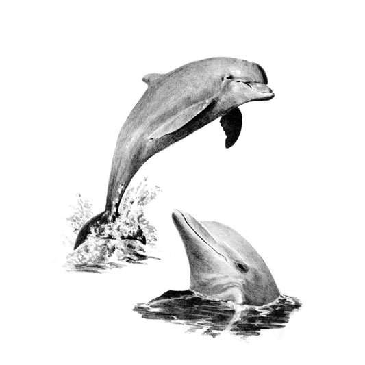 Sketching Made Easy Dolphins