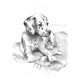 Sketching Made Easy Dalmation Pup