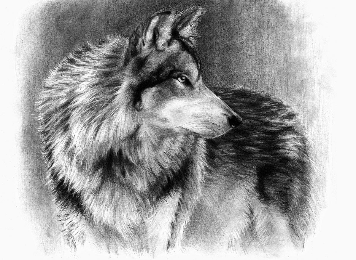 Sketching Made Easy Cautious Eyes
