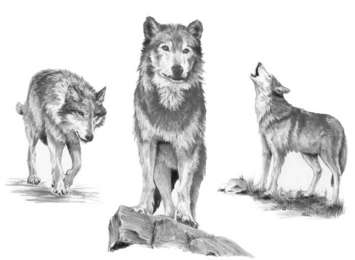 Sketching Made Easy Wolves