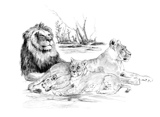 Sketching Made Easy Lion Pride