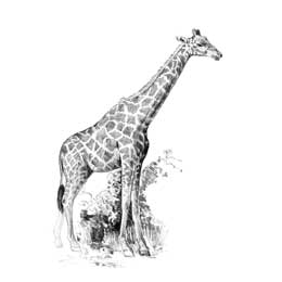 Mini Sketching Made Easy Giraffe