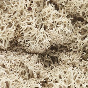 LICHENS NATURAL