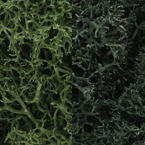 DARK GREEN MIX LICHEN 3 QT.