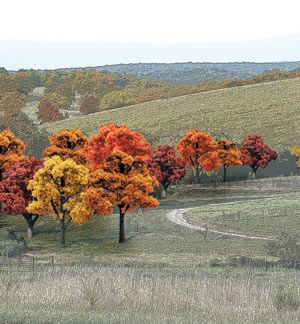 FALL COLOURS 38 DECIDUOUS TREES 3/4-2"