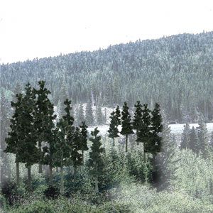 CONIFER COLOURS 33 PINE TREES 2-4"