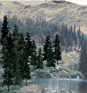 CONIFER COLOURS 24 PINE TREES 4-6"