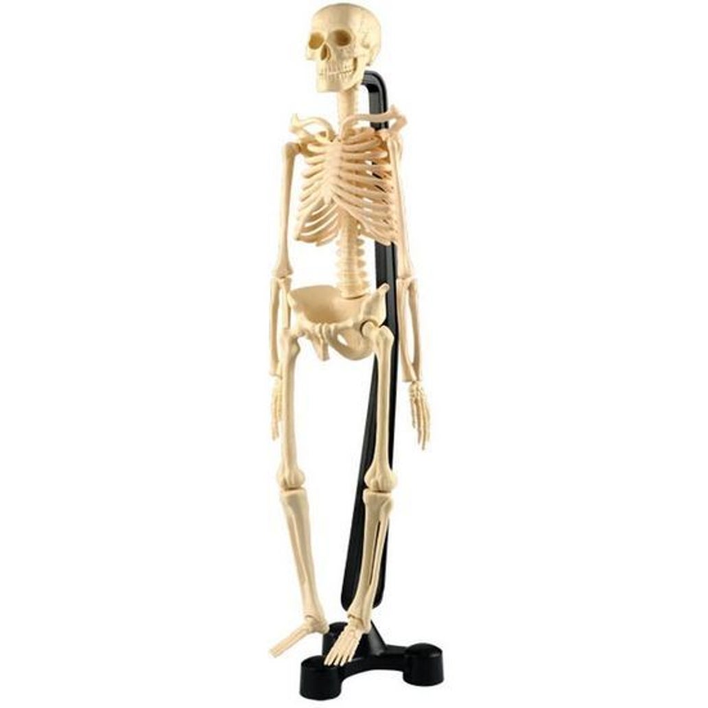 Mini Skeleton 18"