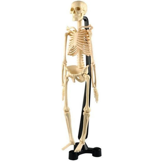 Mini Skeleton 18"