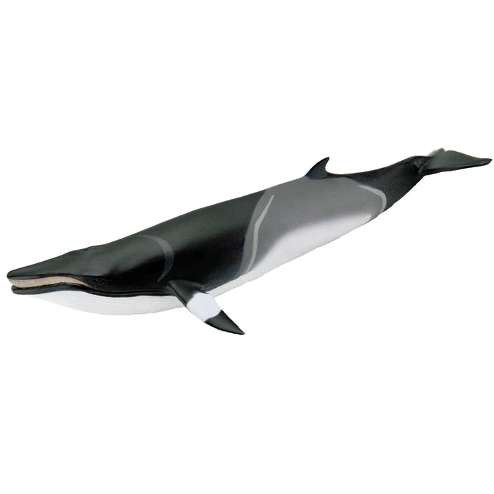 Minke Whale