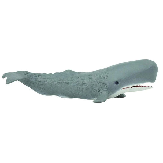 Sperm Whale Adult